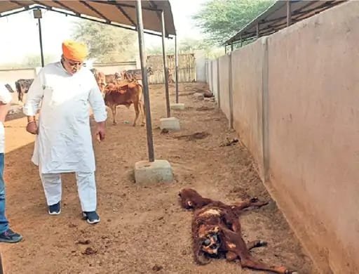 बीकानेर की नथानिया कांजी हाउस गौशाला में कैसे हुई 15 गौवंश की मौत