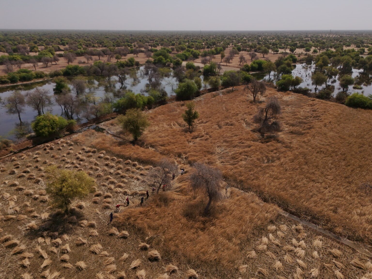 काली जोजरी नदी के प्रदूषण से मौत जैसे हालात : किसान