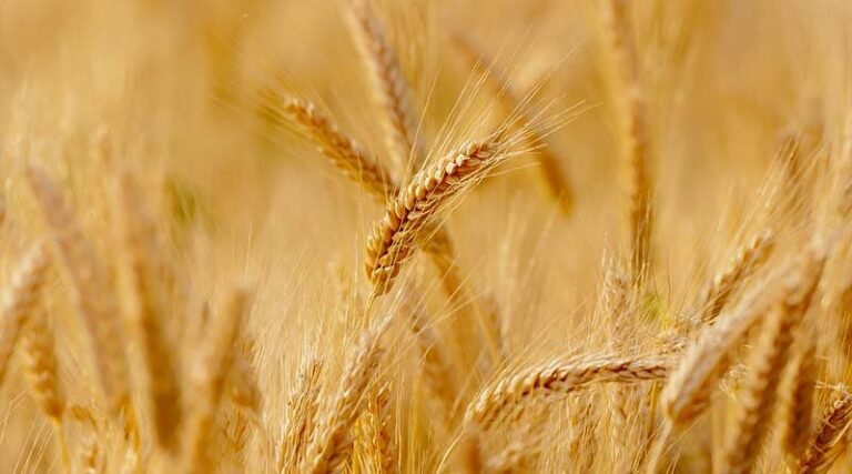 जोधपुर में हाई-लेवल बैंकर्स मीट: FPO-FPS को मिलेगा नया संबल